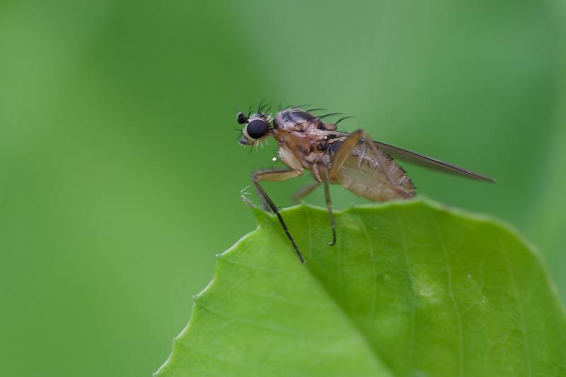 11 Lonchoptera sp.jpg